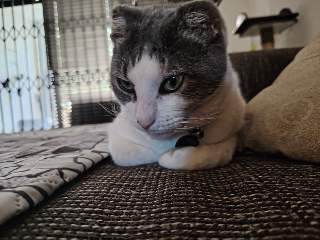 a white cat sitting on a couch