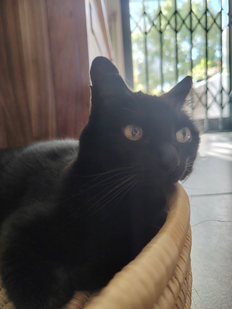 a black cat in a basket with a halo effect caused by image processing