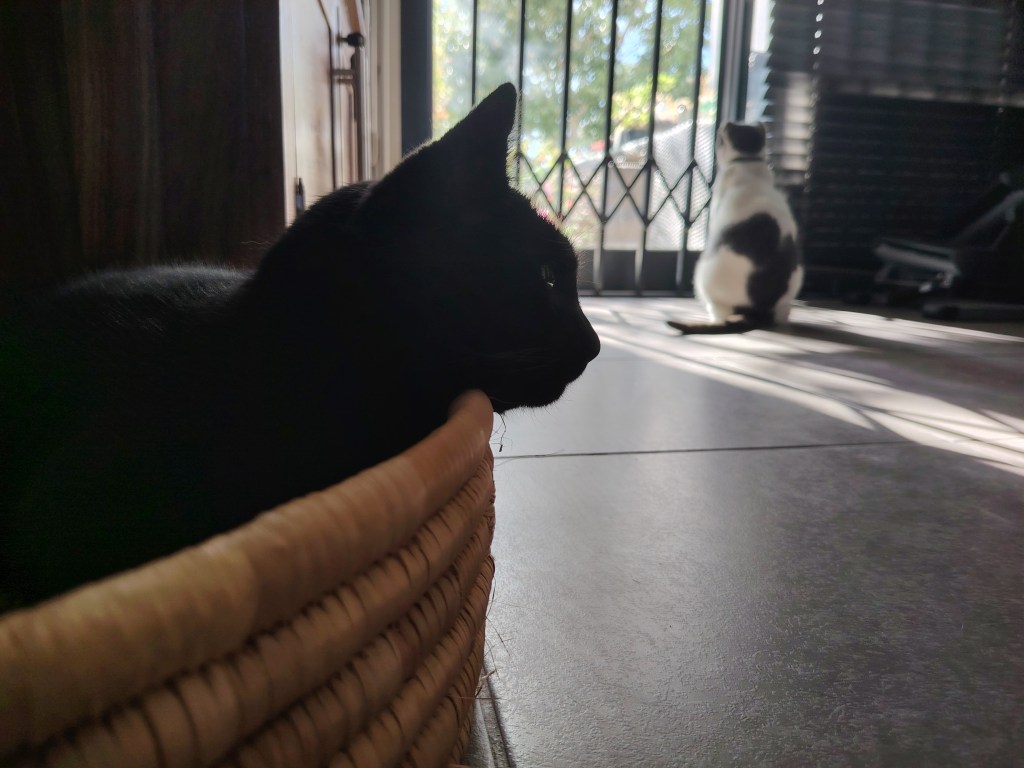 a black cat in a basket with a white cat in the background
