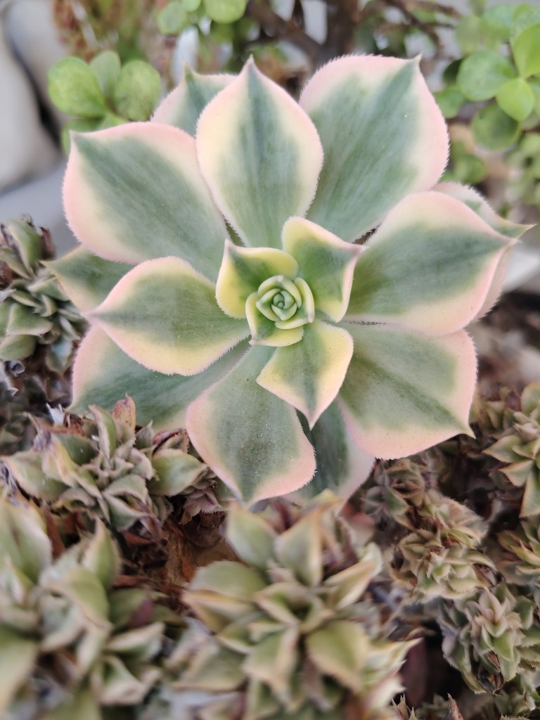 a green and white succulent