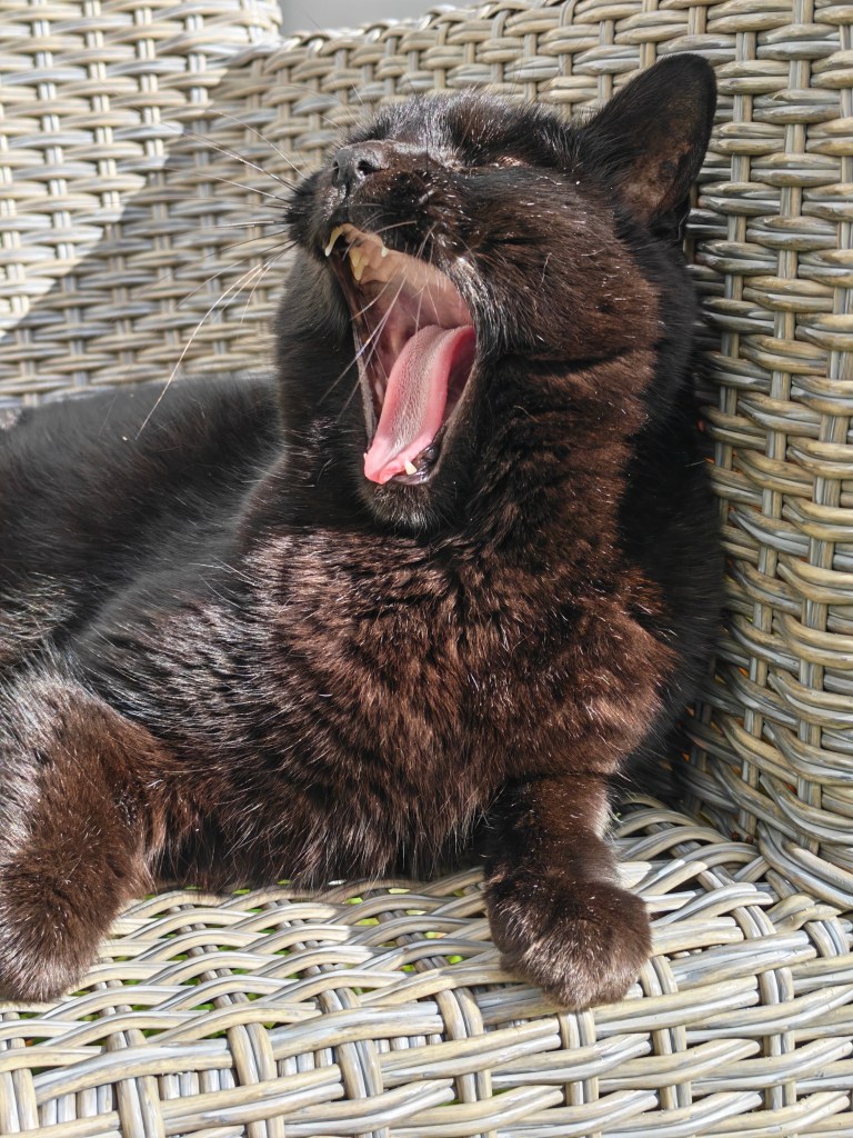 a black cat yawning while sitting on a chair