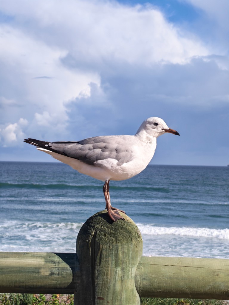 a closeup photo of a seagull