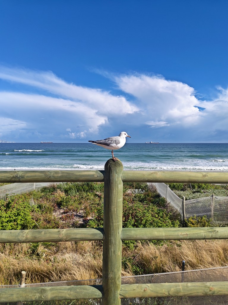 a seagull on a fence